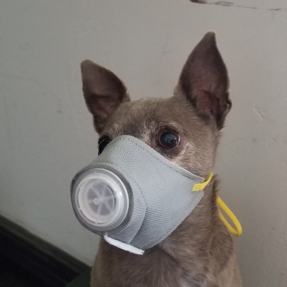 Gas mask for pet dog small virus medical costume apocalypse zombie humor gag - Picture 2 of 7